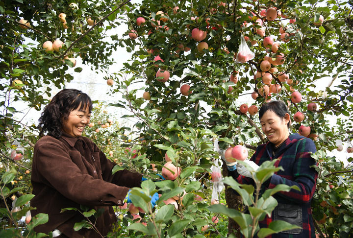 2025年10月17日，果农在陕西省延安市宝塔区桥沟街道烟洞沟村采收苹果。