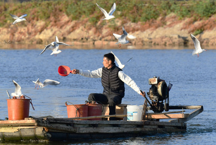 2025年12月10日，福建省漳州市佛昙镇东坂村河豚养殖户在给河豚投喂食物。